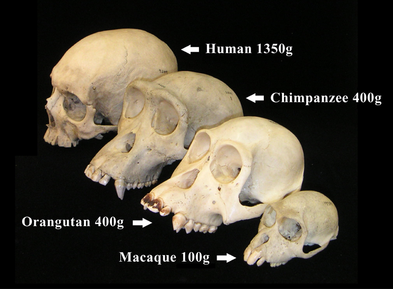 文件:Primate skull series with legend.png
