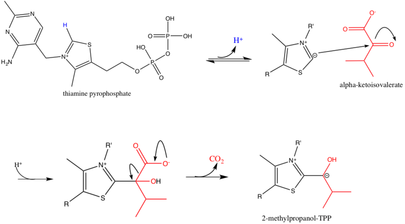 File:BCKDC catalytic mechanism step 1.png