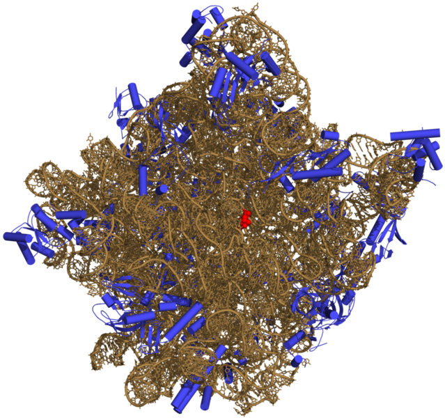文件:50S-subunit of the ribosome 3CC2.png