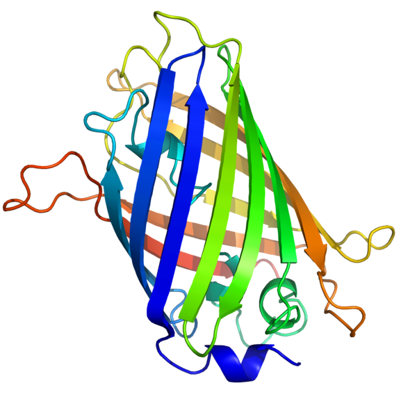 File:GFP structure.png