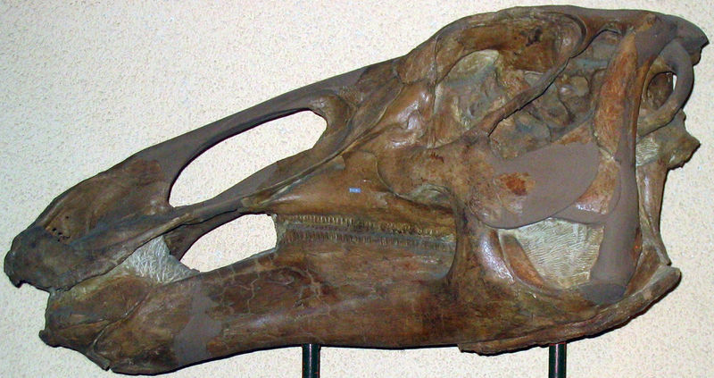 文件:Edmontosaurus annectens.jpg