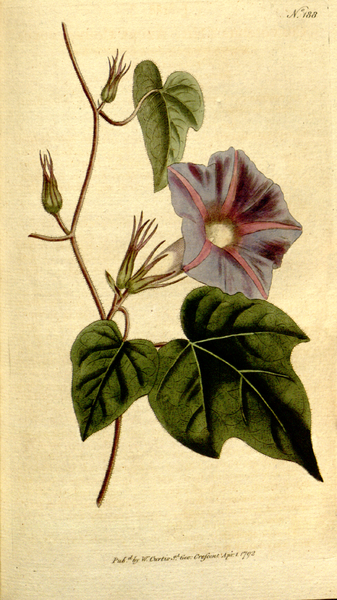 File:The Botanical Magazine, Plate 188 (Volume 6, 1793).png