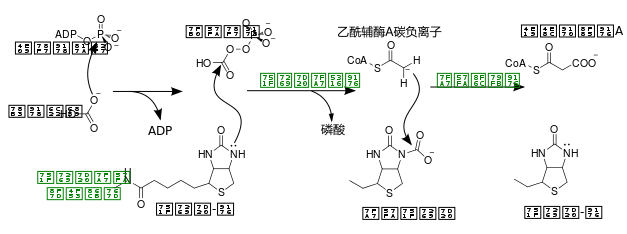 文件:ACAC mechanism (zh-cn).svg