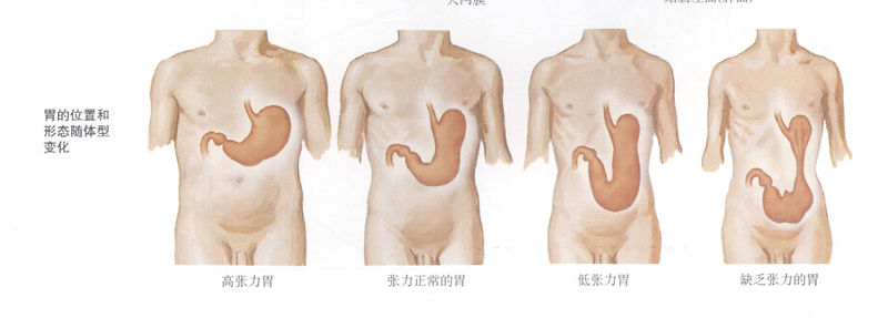 File:胃的大体观.jpg