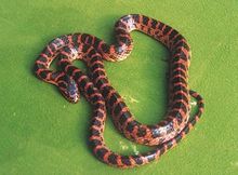 赤鏈蛇