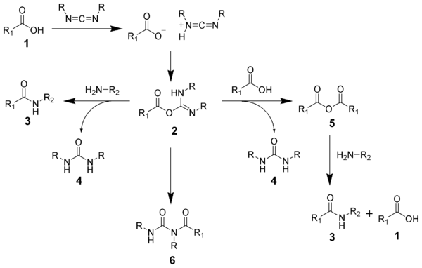 碳二亚胺作失水剂 生成酰胺的反应机理