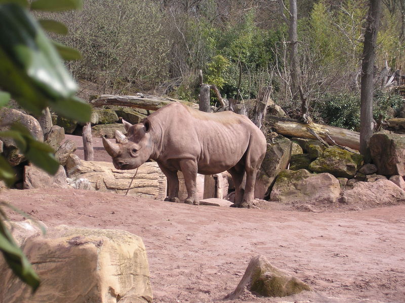 文件:Rhinoceros in Hannover.JPG