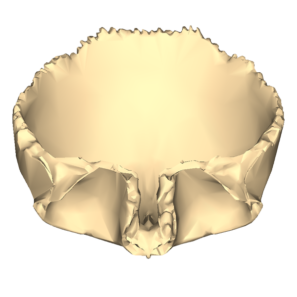 文件:Frontal bone close-up inferior3.png