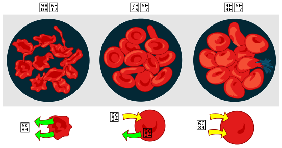 文件:Osmotic pressure on blood cells diagram (zh-cn).svg