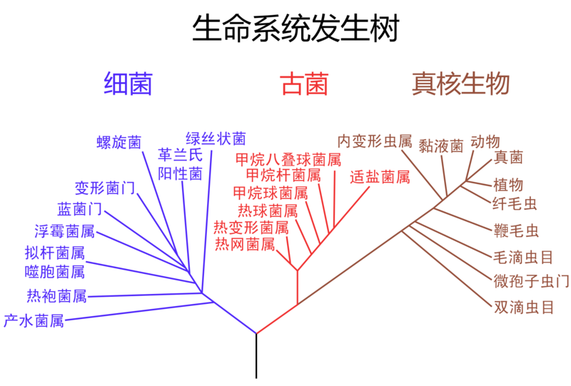 File:生命系统发生树.svg