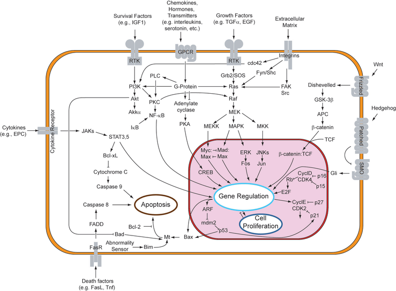 文件:Signal transduction pathways.png