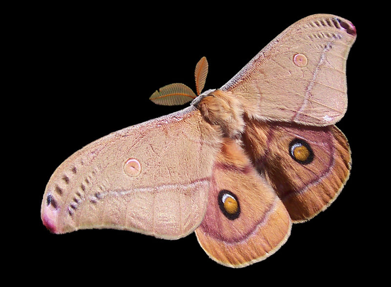 文件:Emperor Gum Moth.jpg