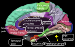 Medial surface of cerebral cortex - fusiform gyrus.png