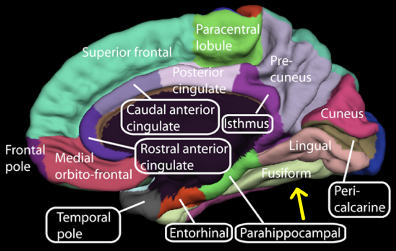 File:Medial surface of cerebral cortex - fusiform gyrus.png