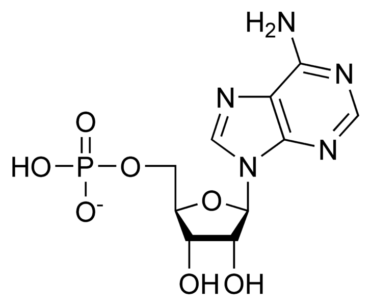 File:AMP chemical structure.png
